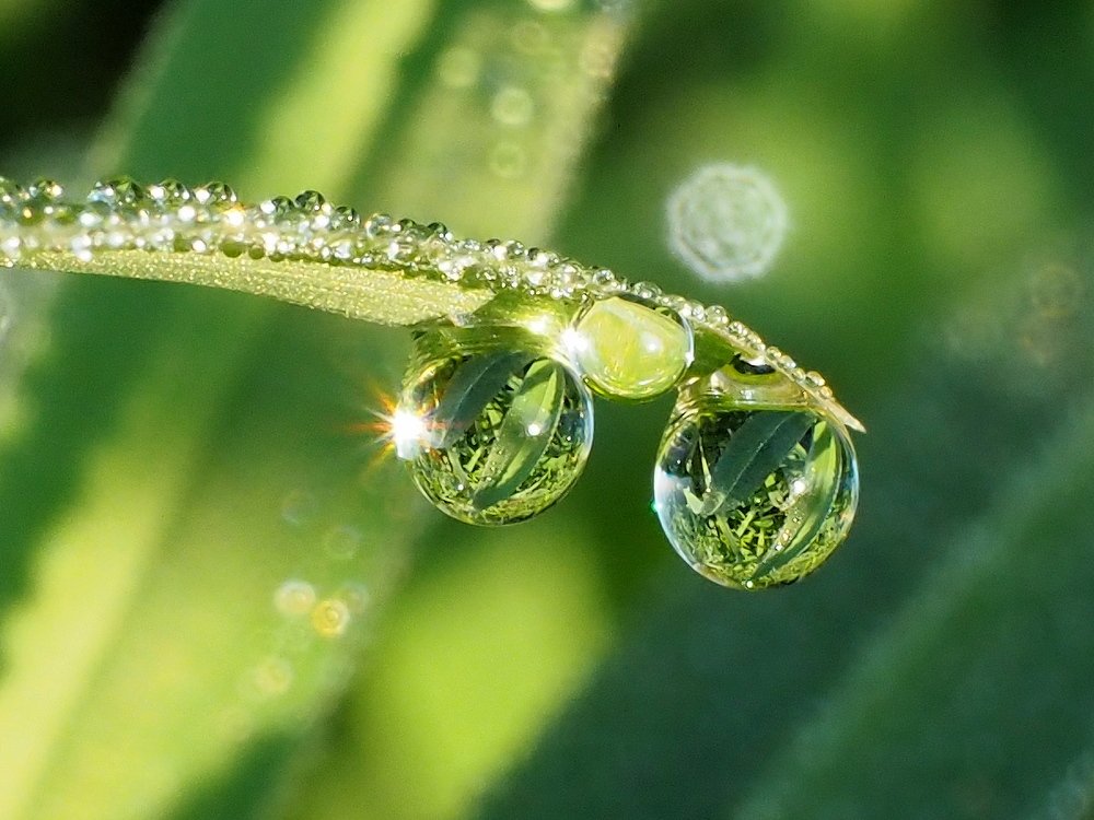 Раз росинка... два росинка.....