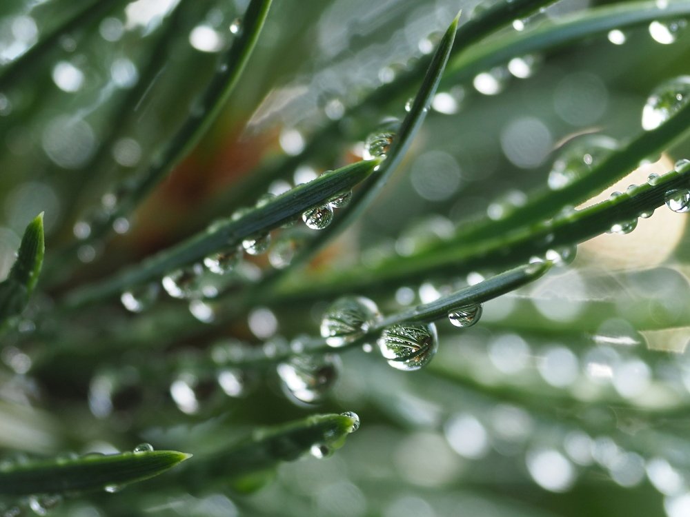 В глубине сосновых игл