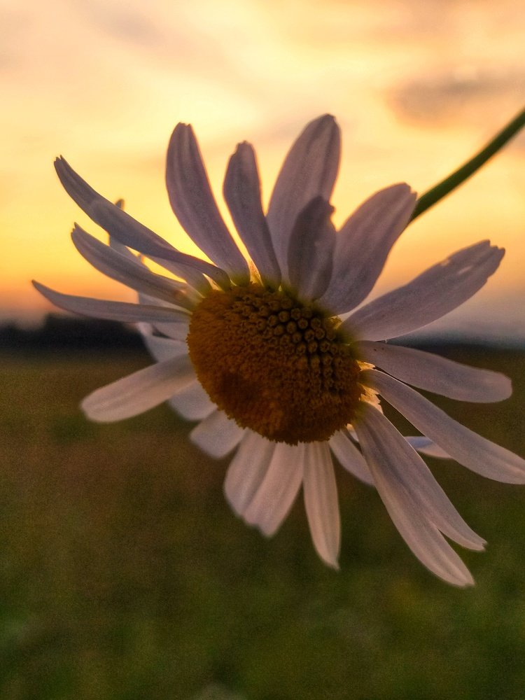 Photograph by Любовь Сухова