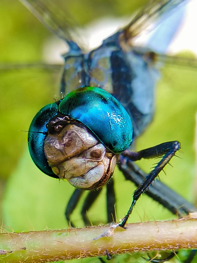 Photograph by Abhijith VG