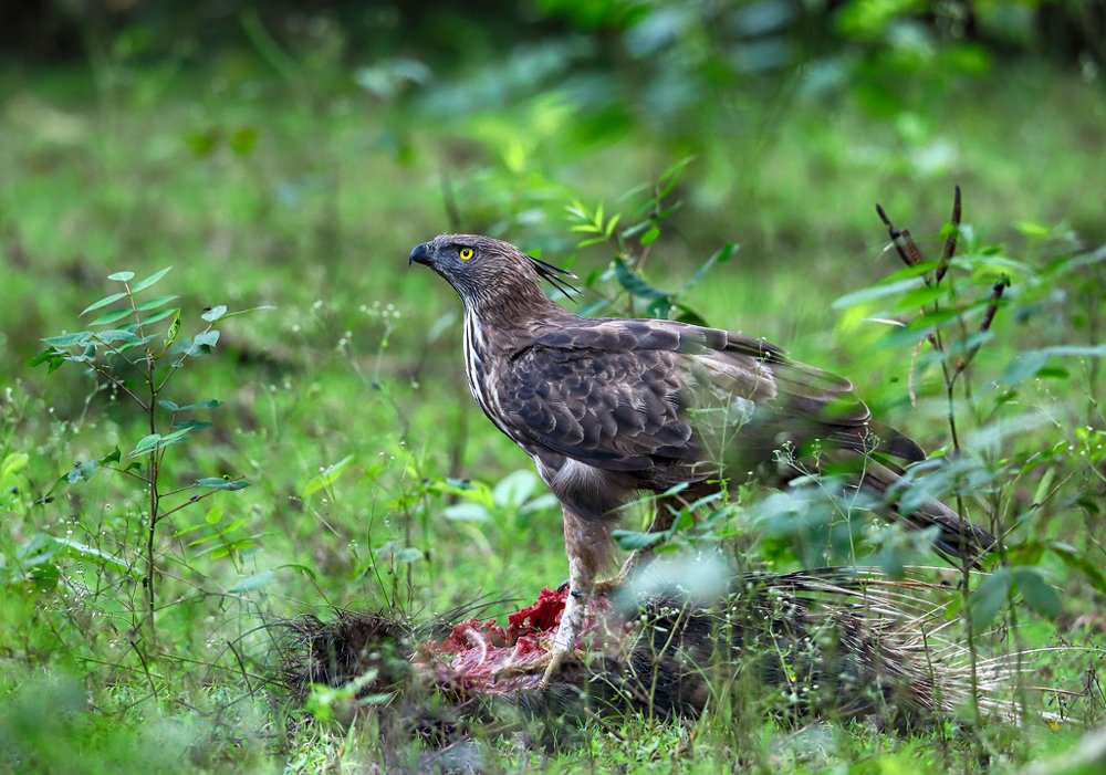 Photograph by Bhanu Kiran Botta