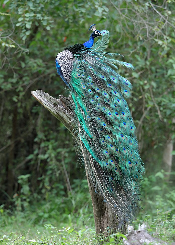 Photograph by Bhanu Kiran Botta