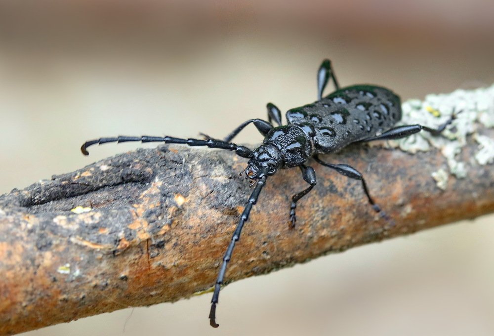 Photograph by Игорь Осипов