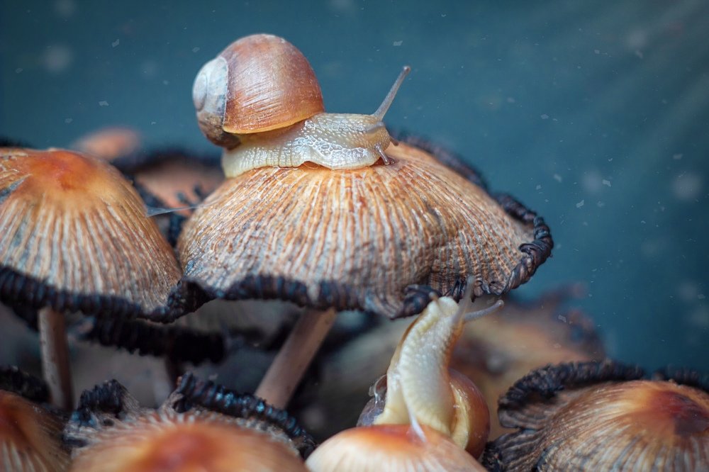 Magic macro of snails