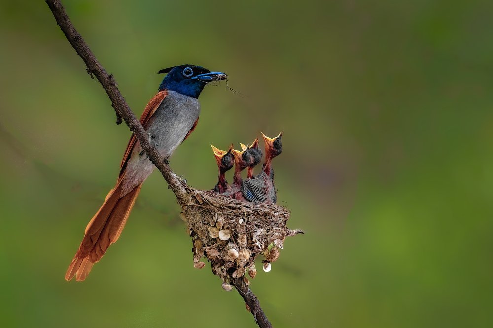 Indian paradise flycatcher - Mother Love