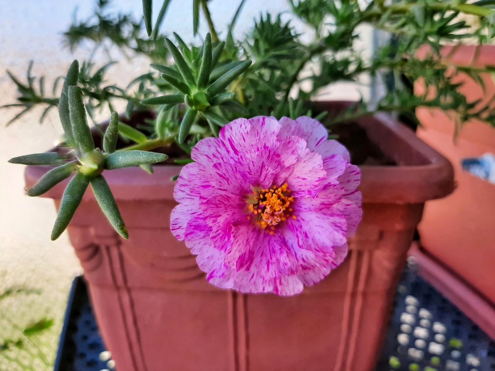 Photograph by Osama Khaleel