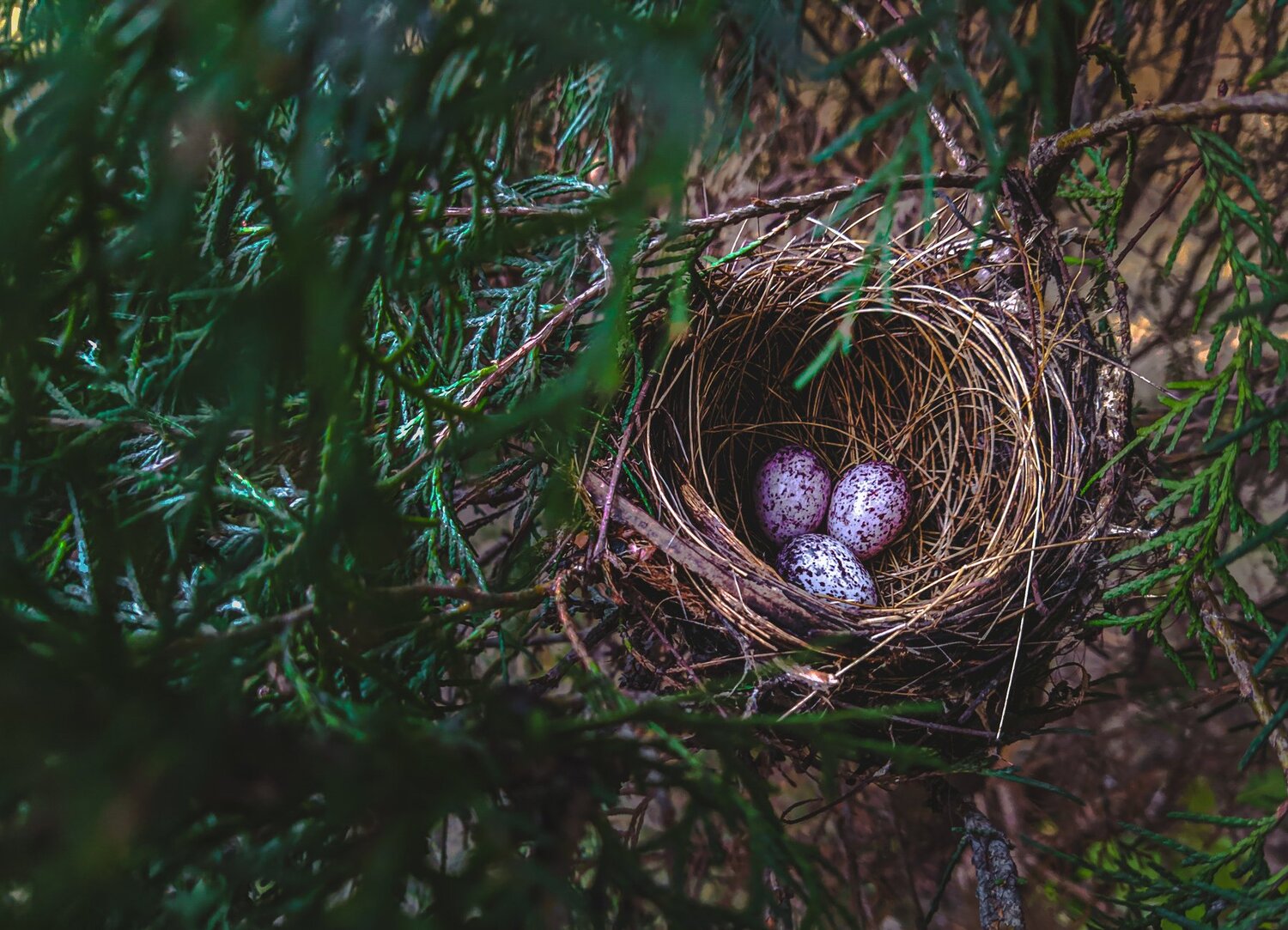 Beginningof life