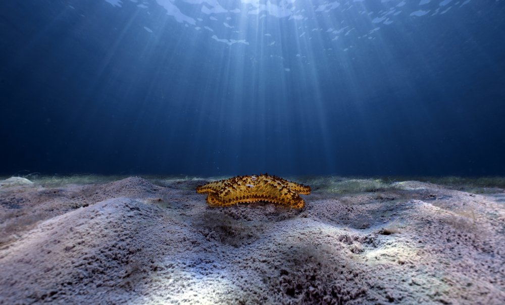 Star that plays with the light