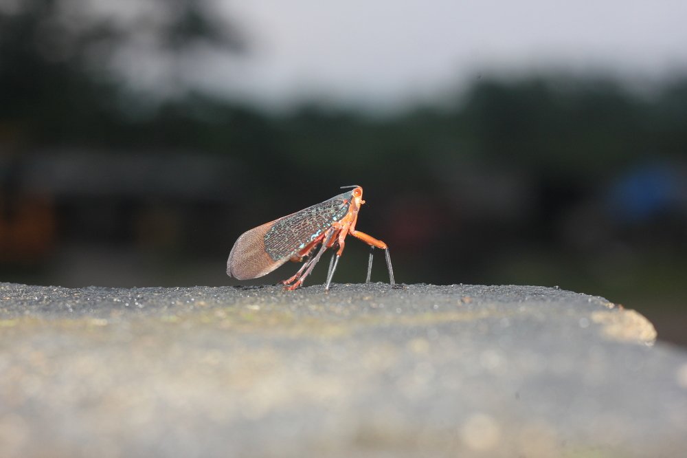 Photograph by Gourav Karmakar