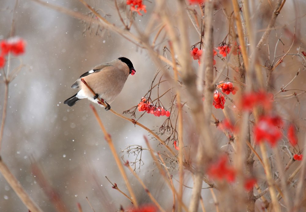 Winter bullfinch