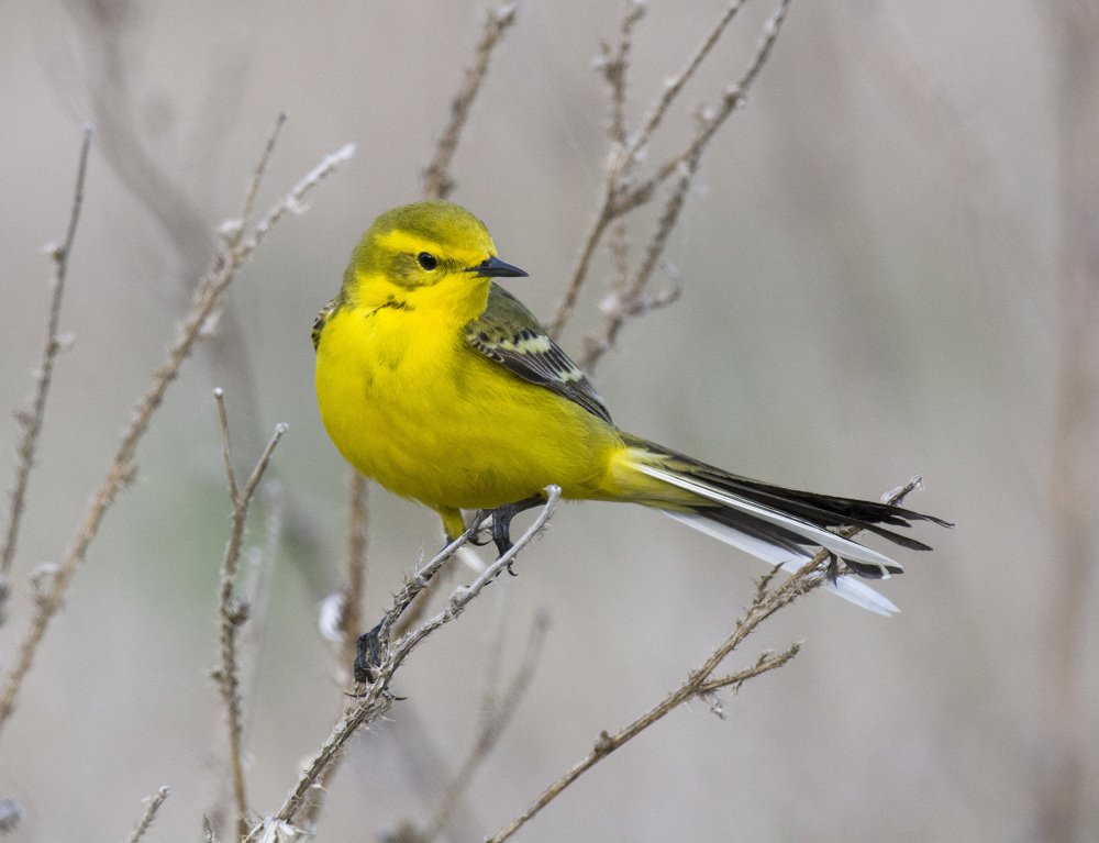 Yellow-back Wagtail