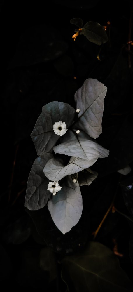 Photograph by Rohan Prajapati