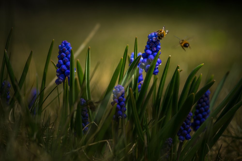 Мускари и пчелы
