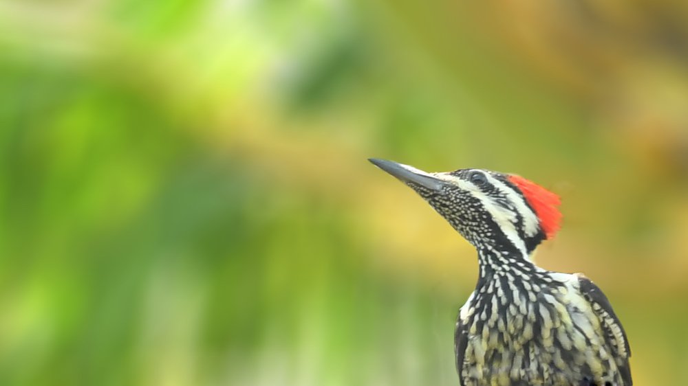 Woodpecker