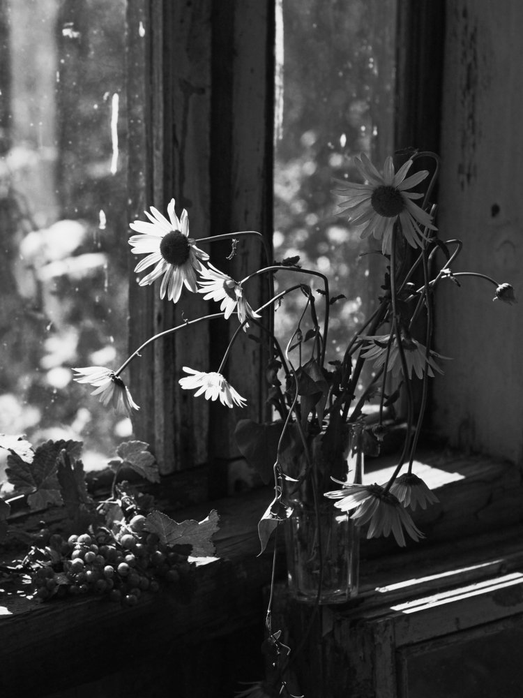 ромашки, просто ромашки.