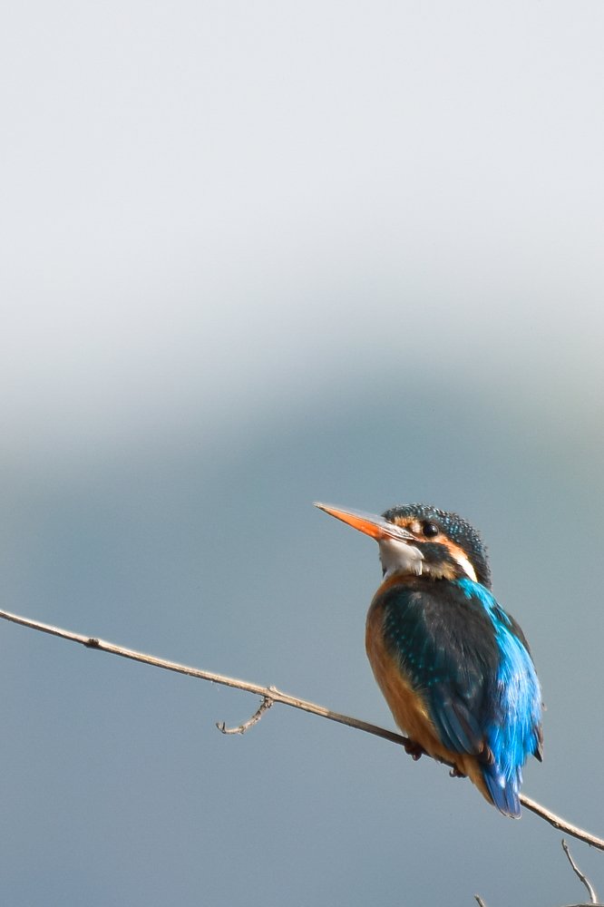 The Kingfisher of Blue Cosmos