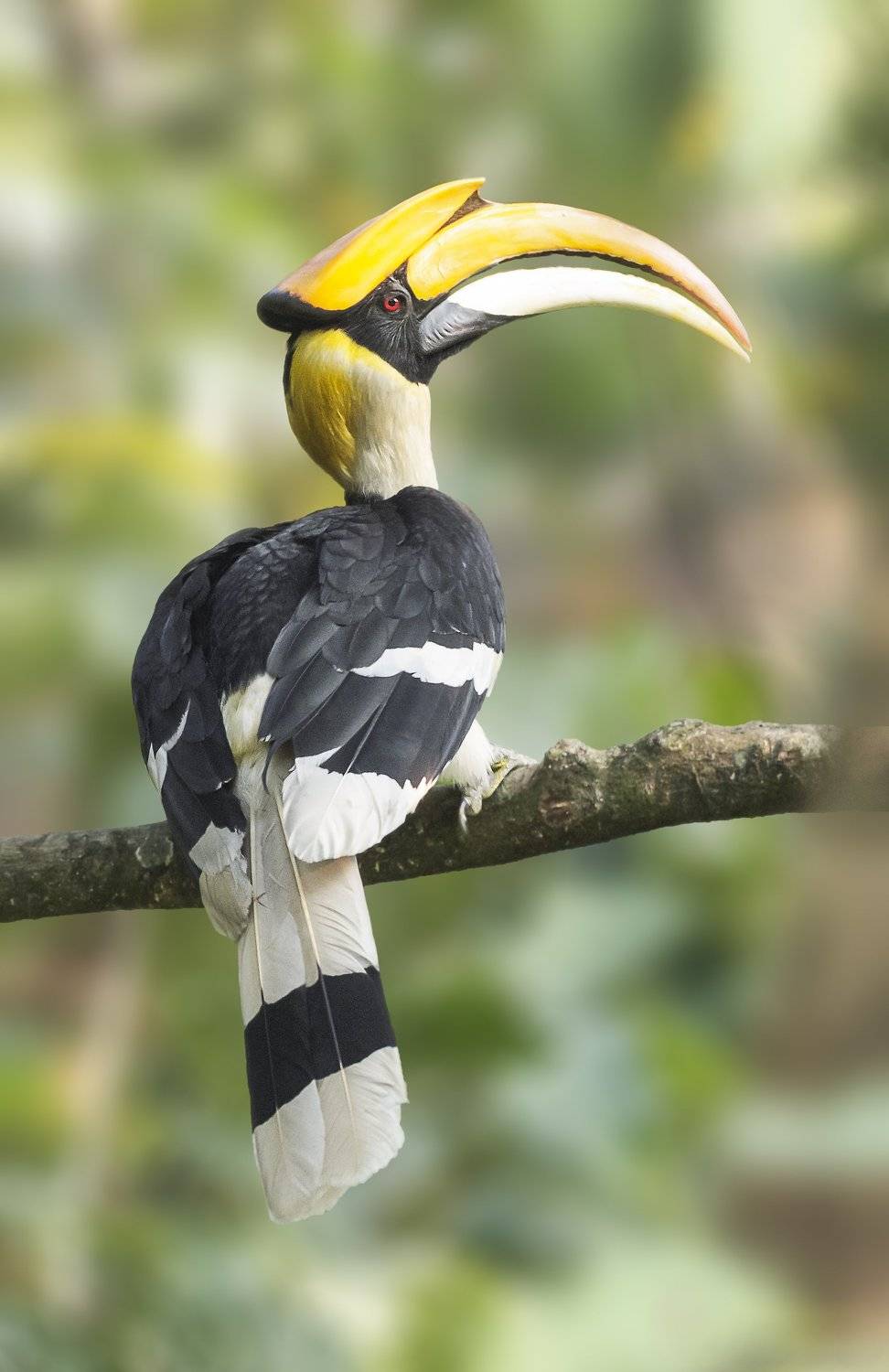 Great hornbill