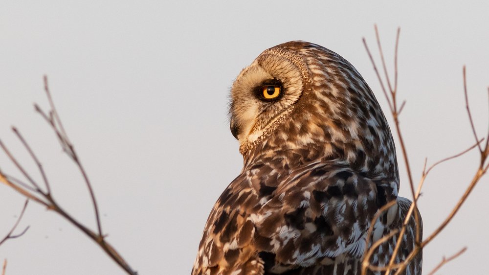 Short-eared owl