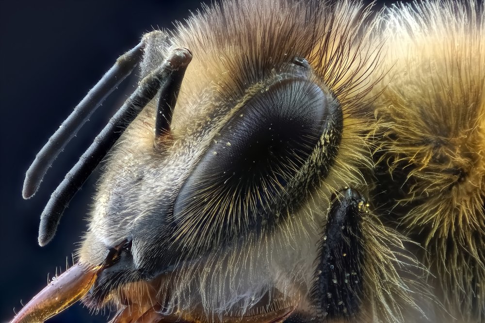 Пчела, 3-кратное увеличение