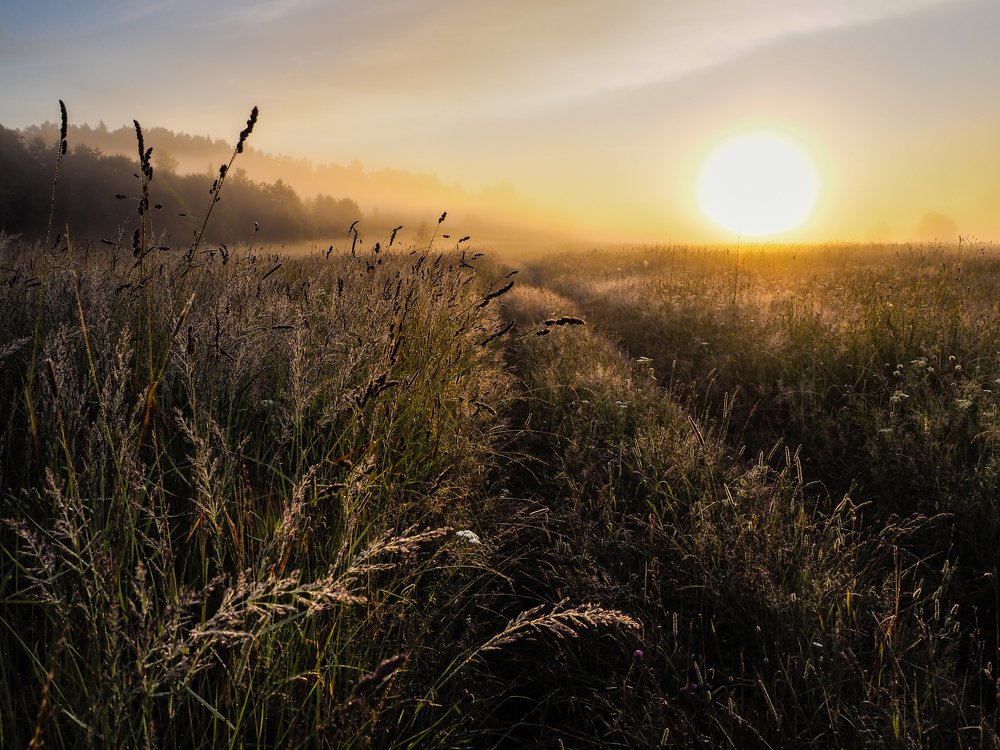 Июльский рассвет. Где-то в средней России...