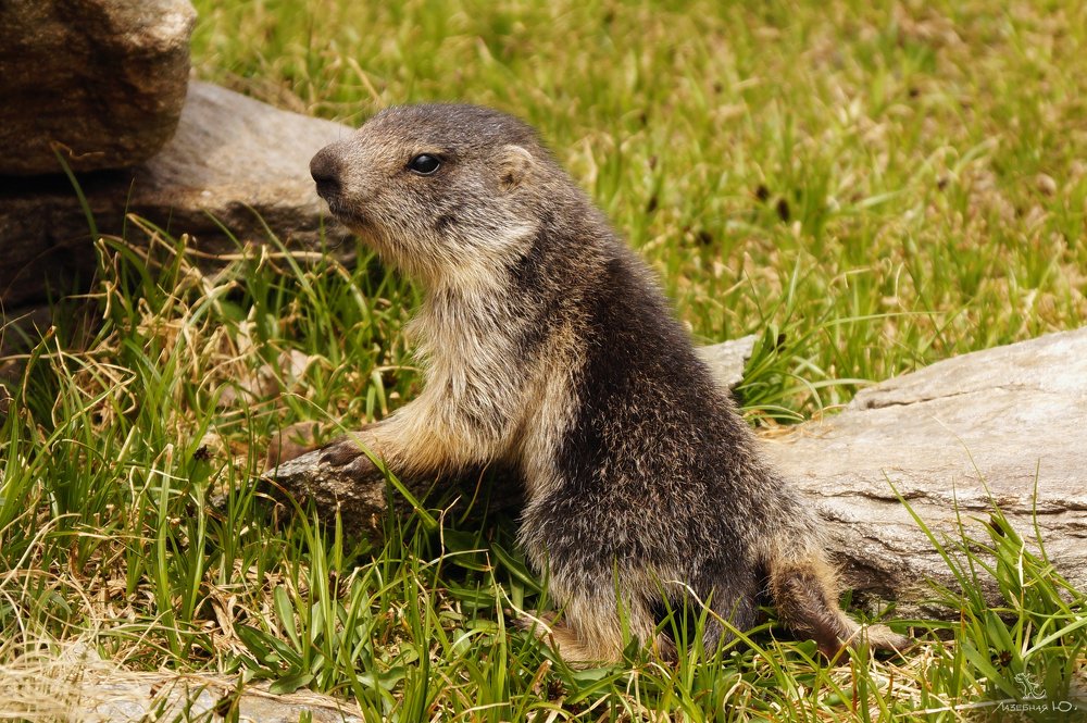 Photograph by Юлия Лазебная