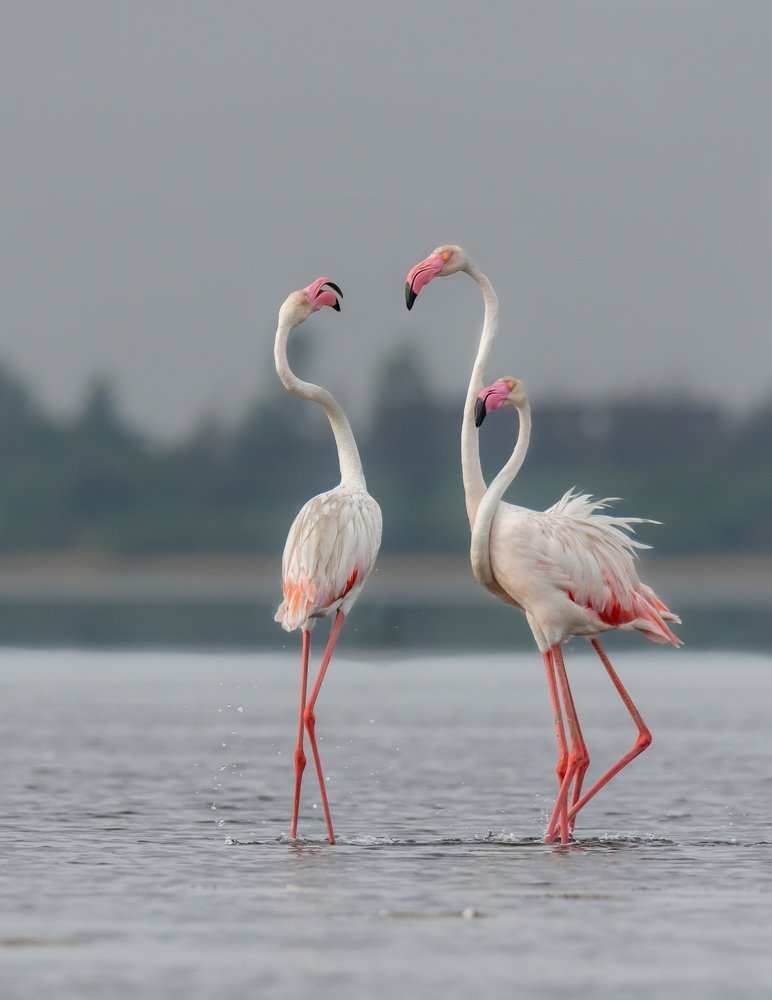 Grater Flamingo (Two Headed Flamingo)