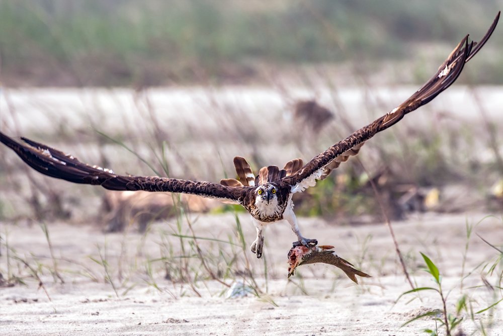 Osprey with catch