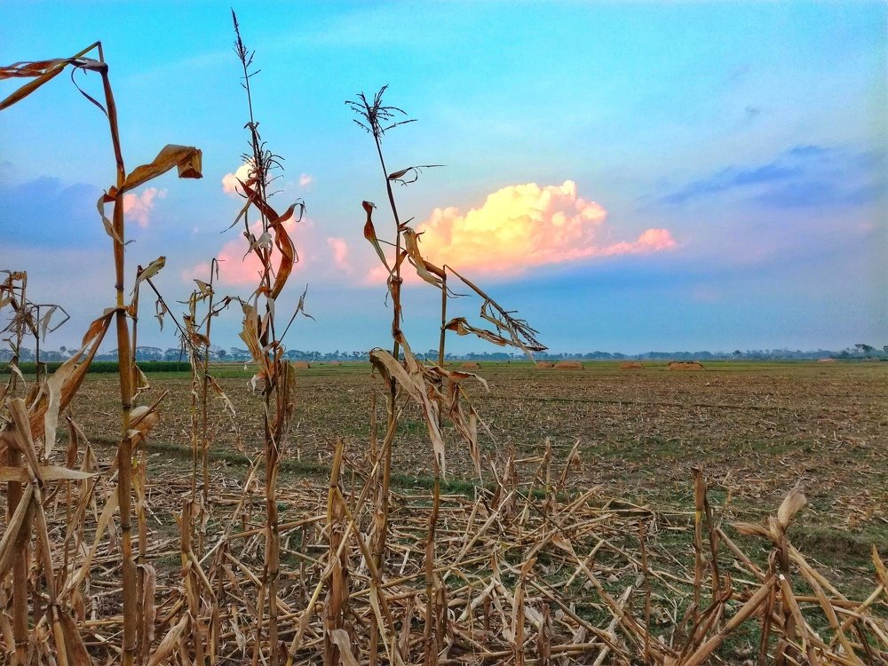 Photograph by MD.AZMOL HOSSEN
