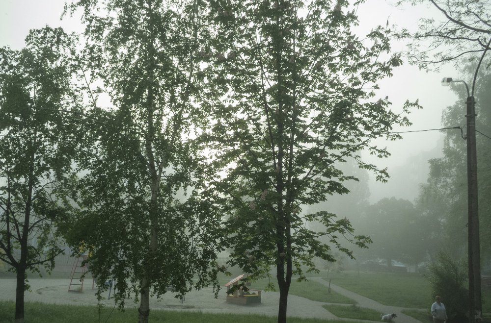 Деревья в тумане