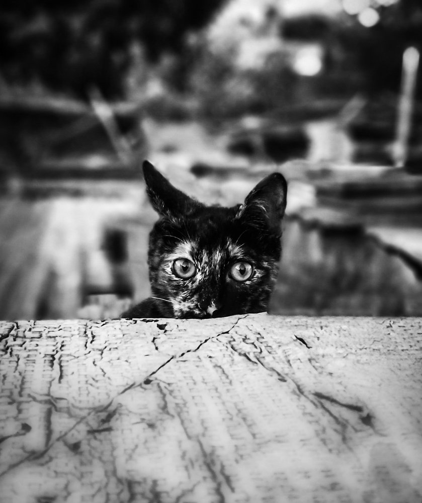 Photograph by Pablo Galassi