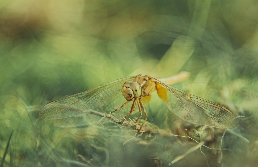 Photograph by Mustafa Khalaf