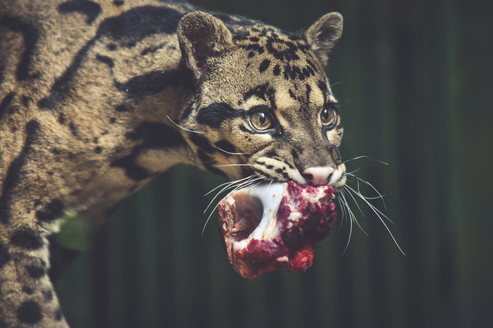 Photograph by Алексей Хоруженко