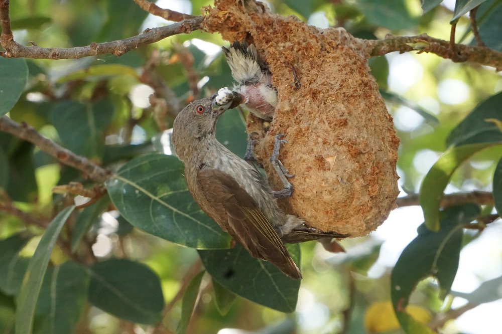 Wildlife photography