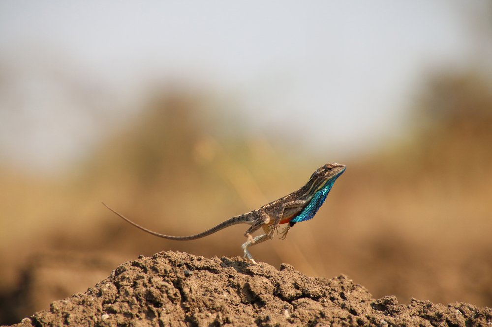 Wildlife photography