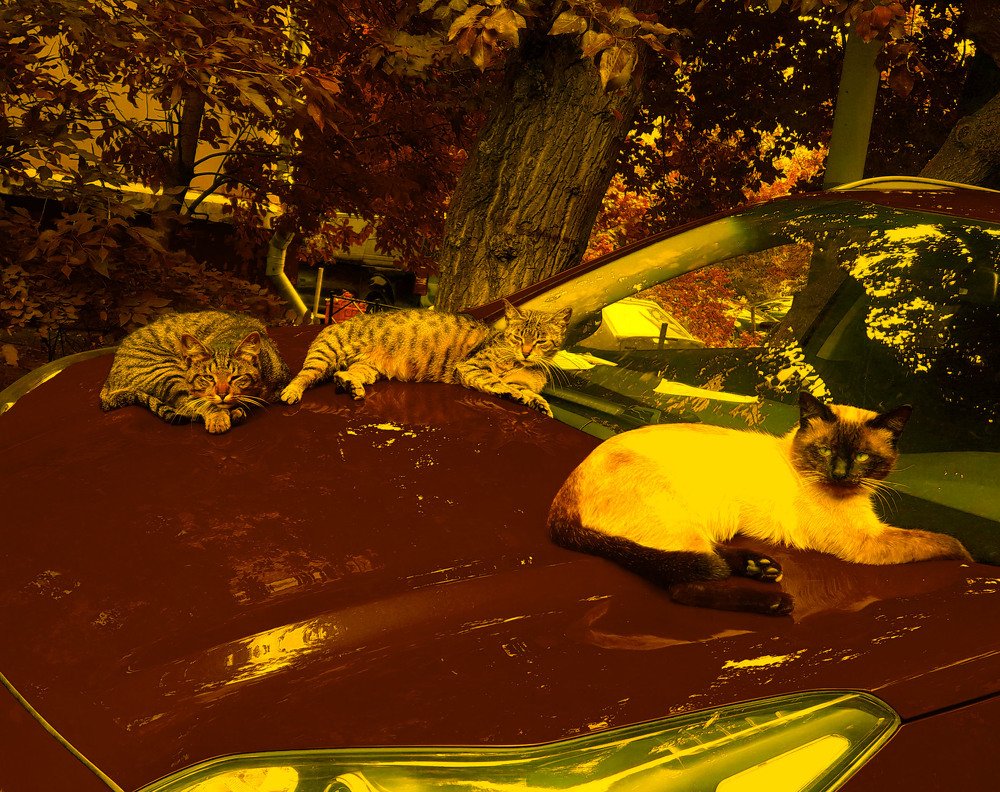 Photograph by Tatiana Filimonova