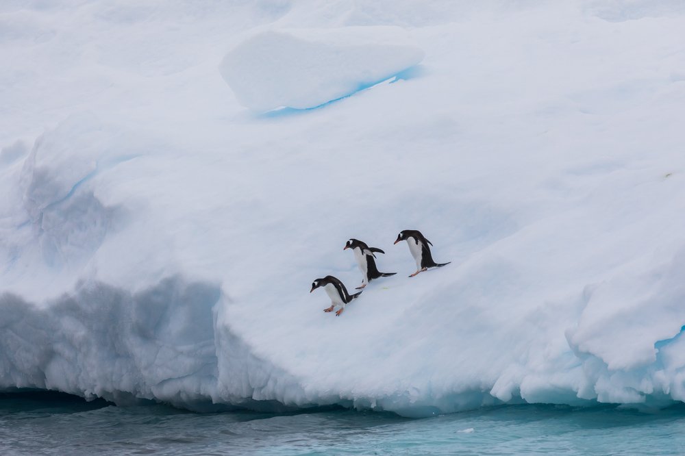 Спортивная секция "Прыжки в воду"