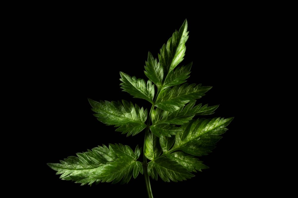 Photograph by Алексей Чечель