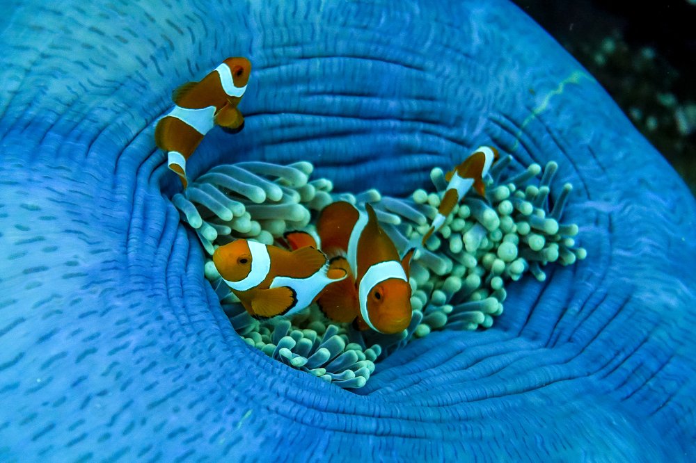 Photograph by Roland Andika Setiawan