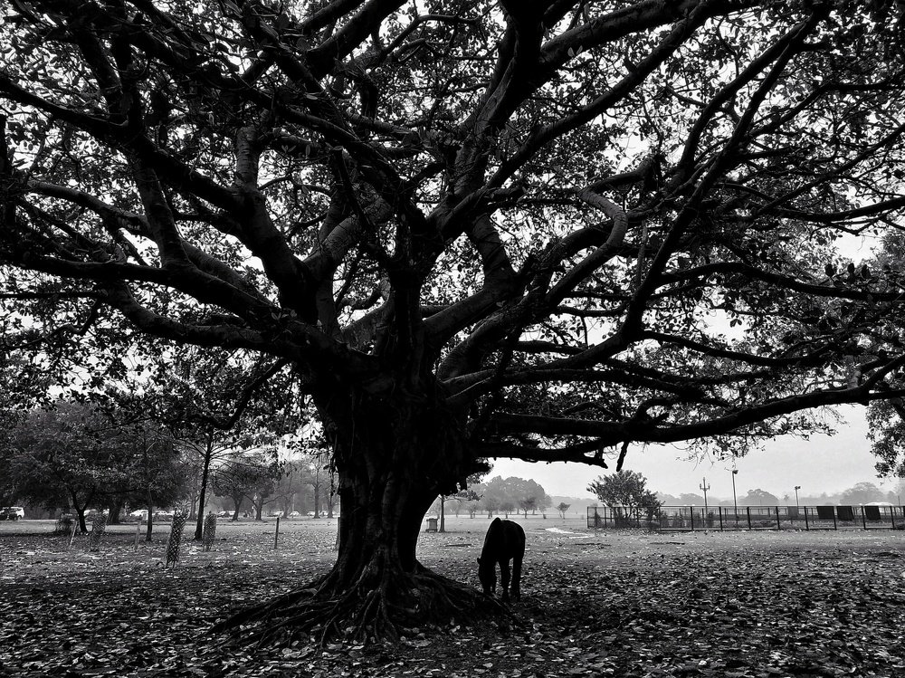 Photograph by Sulagna Banerjee