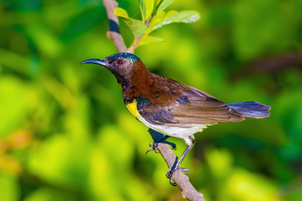 Photograph by Sameer Bhalekar