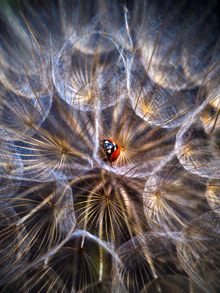 Photograph by Марина Сидоренко