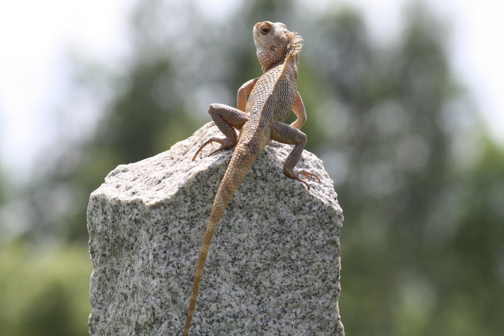 Garden lizard