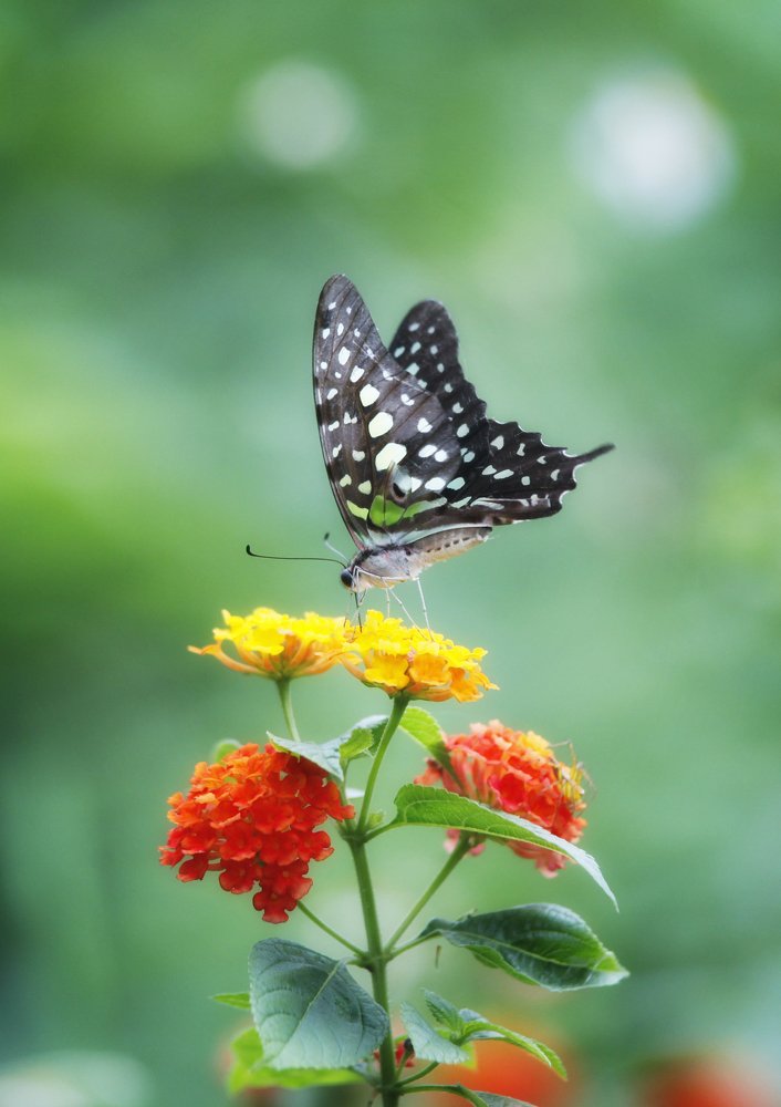 Photograph by Đỗ Đức