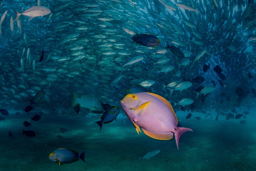 The surgeonfish under the Jacks´ cloud