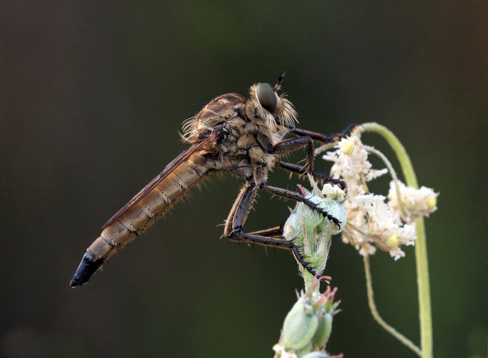 Ктырь на белых цветах