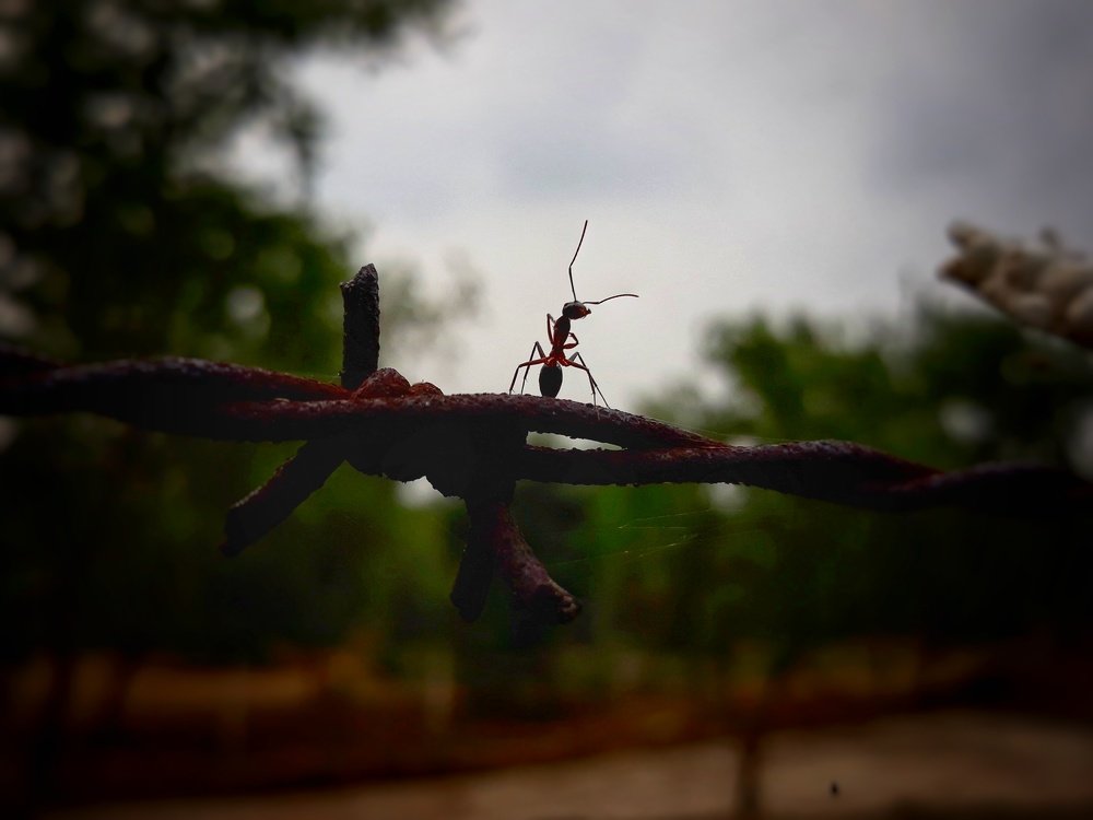 Photograph by Venkatesh Rao