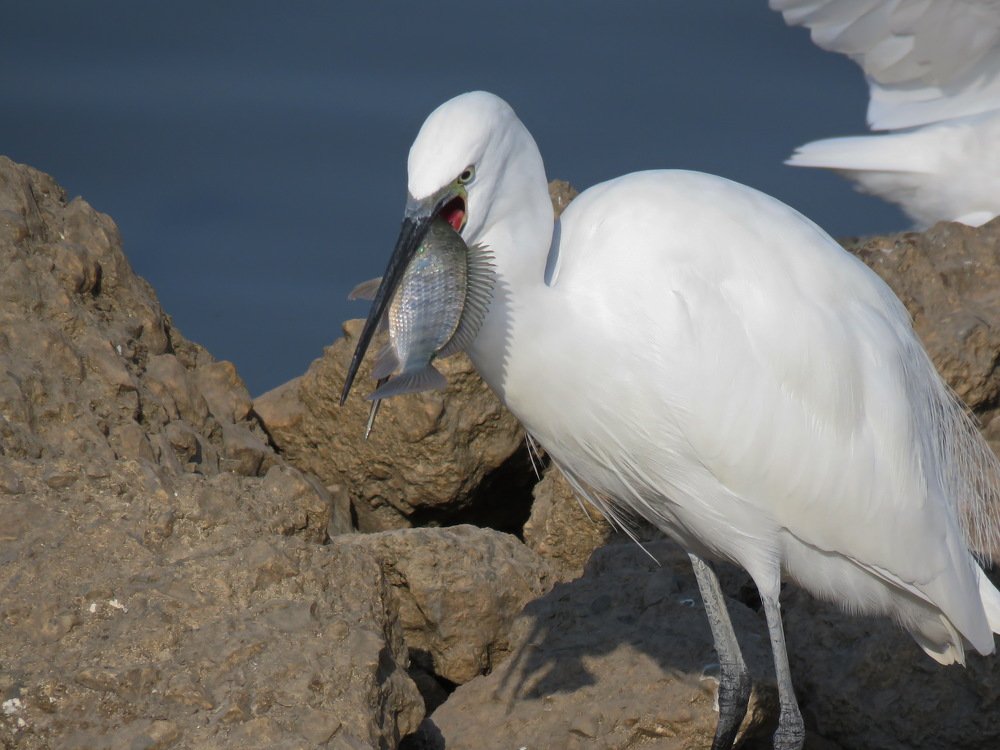 Белая цапля с уловом.
