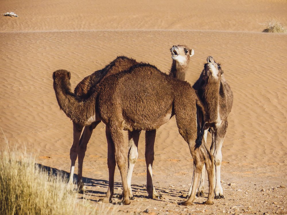 Photograph by Wail Hmd