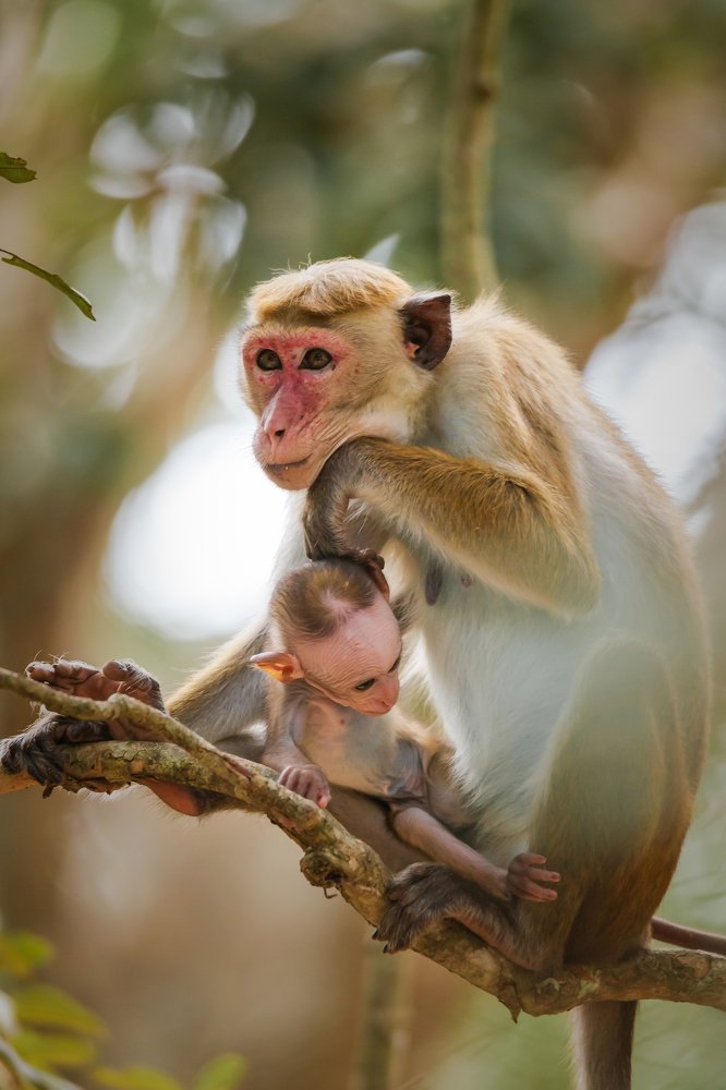 Photograph by Murugaiah Saravanan