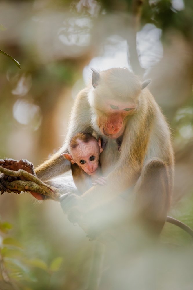 Photograph by Murugaiah Saravanan